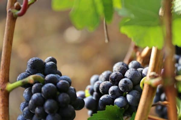 Wine Economics Part II: Varietals