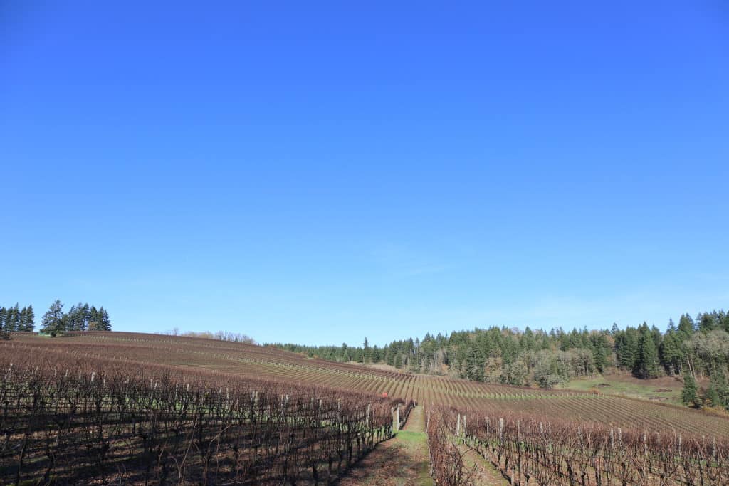 The pinnacle of the Willamette Valley, Shea Vineyard (previously referenced on the bottle in the first photo). Currently holding the highest price tag in the valley at $5,000 per ton, Shea produces some of the best wines in Oregon--hallmarks of Oregon Pinot Noir.